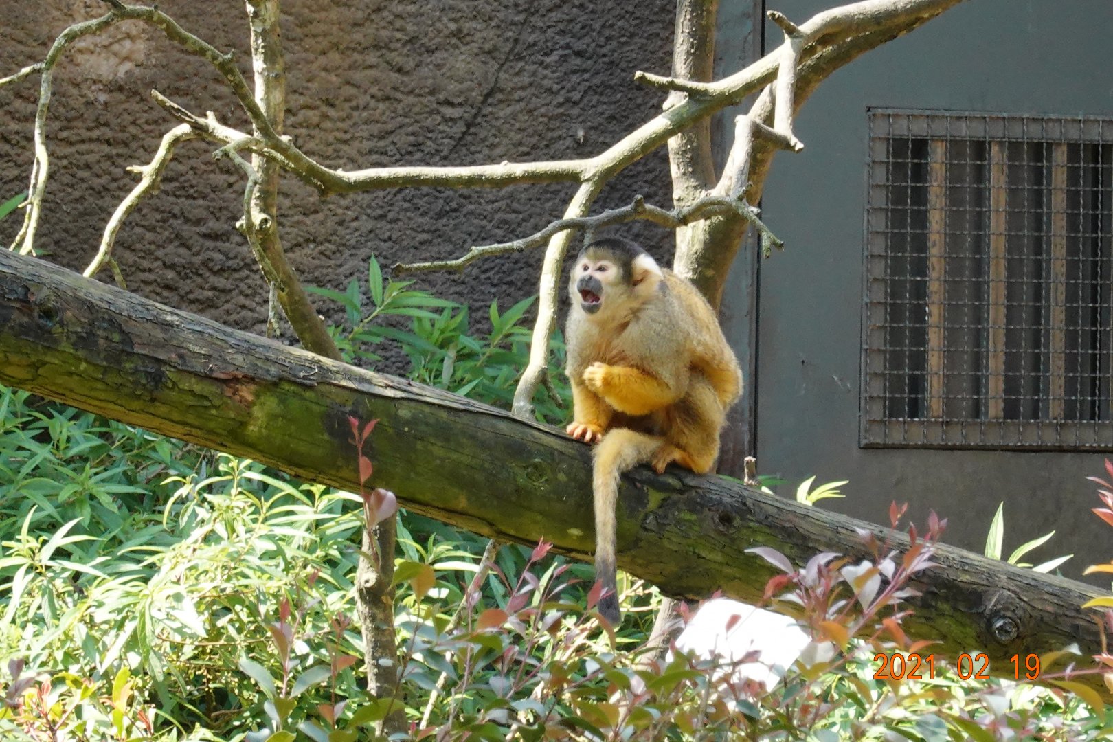 Bolivian Squirrel Monkey (Saimiri boliviensis boliviensis)