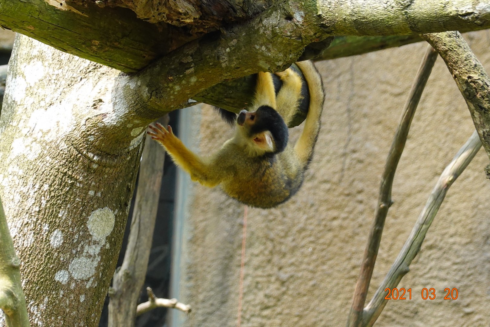 Bolivian Squirrel Monkey (Saimiri boliviensis boliviensis)