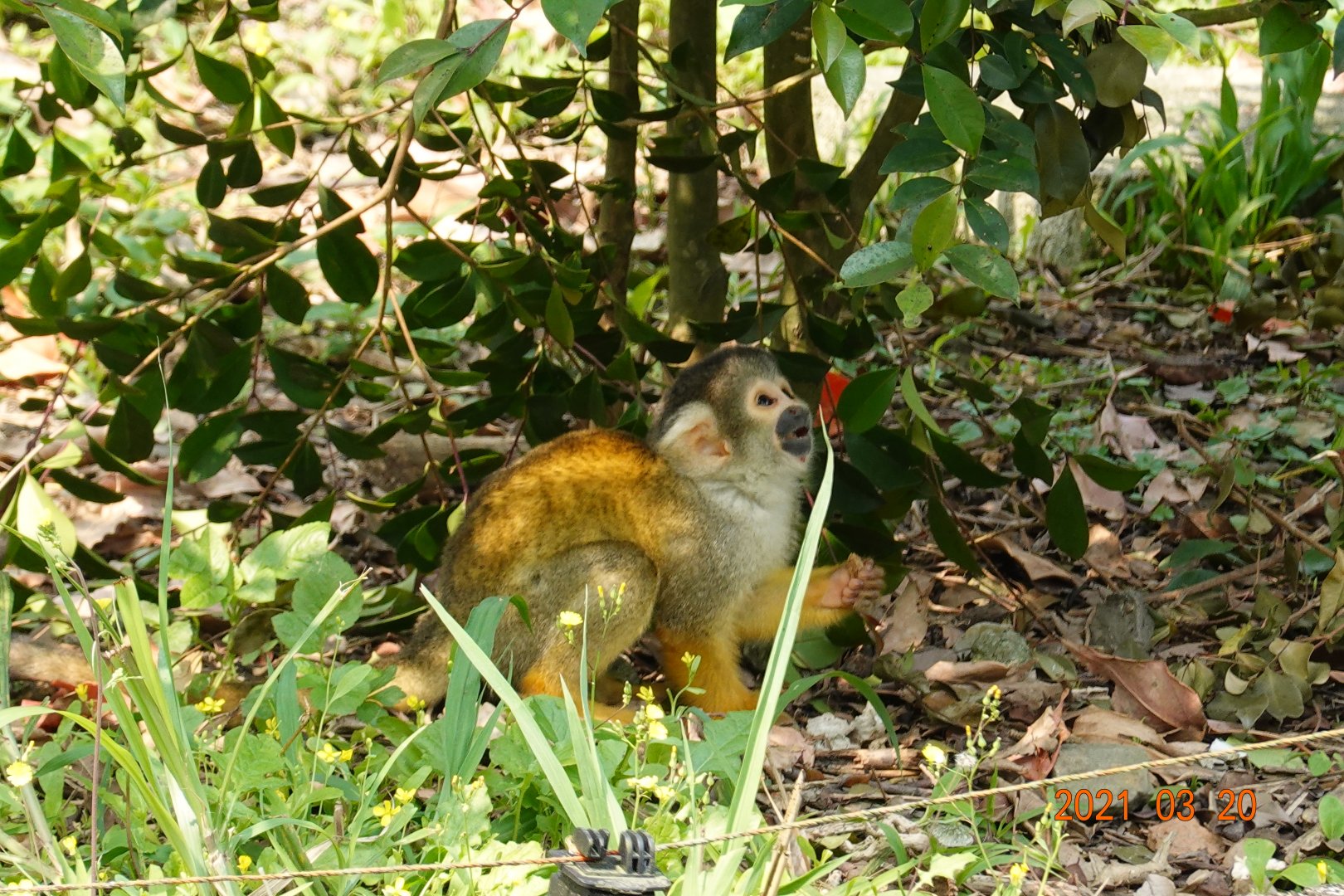 Bolivian Squirrel Monkey (Saimiri boliviensis boliviensis)
