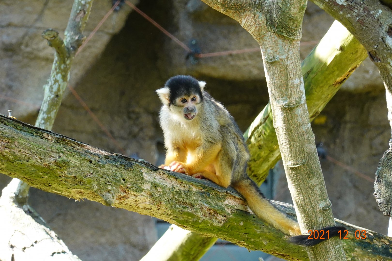 Bolivian Squirrel Monkey (Saimiri boliviensis boliviensis)