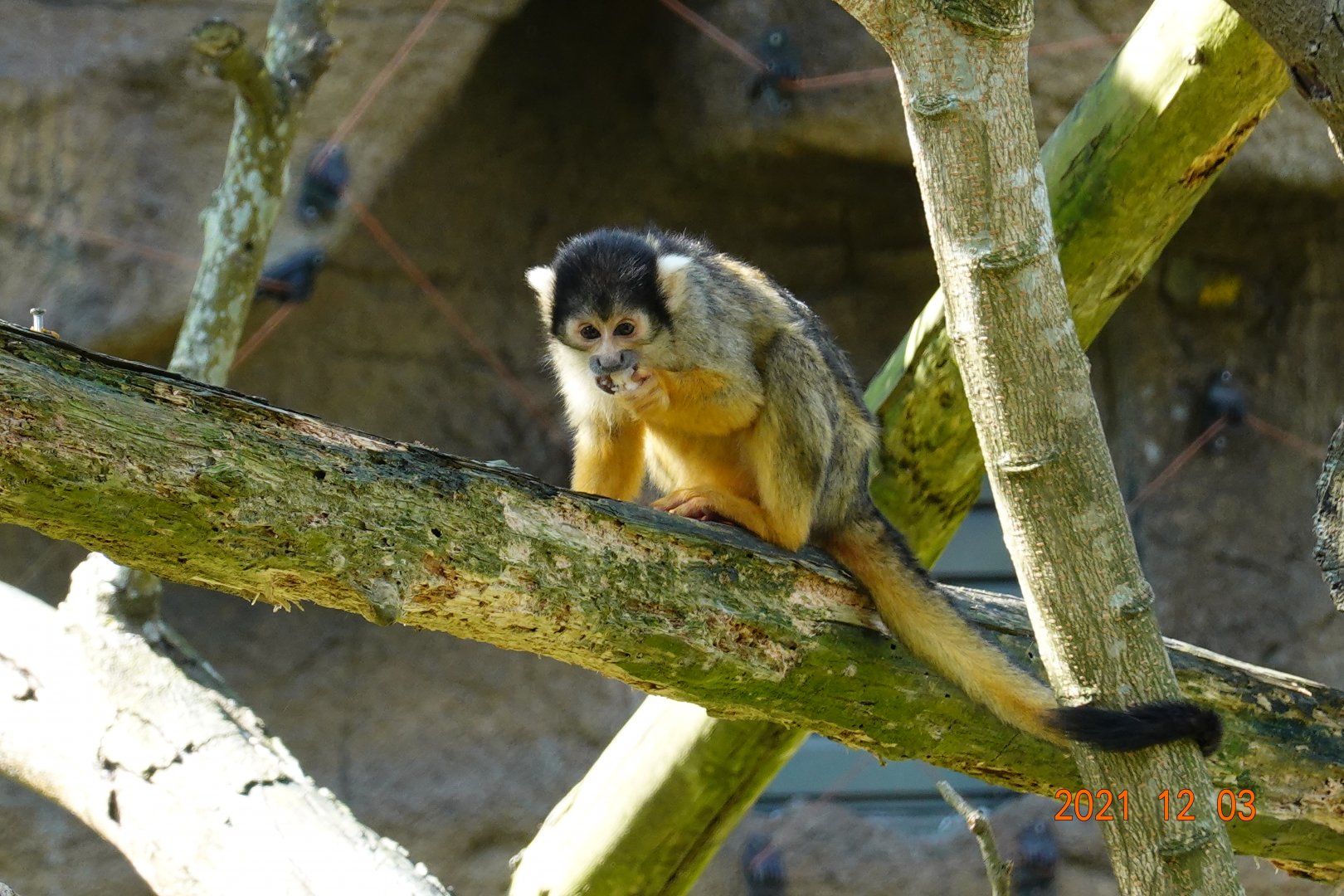 Bolivian Squirrel Monkey (Saimiri boliviensis boliviensis)
