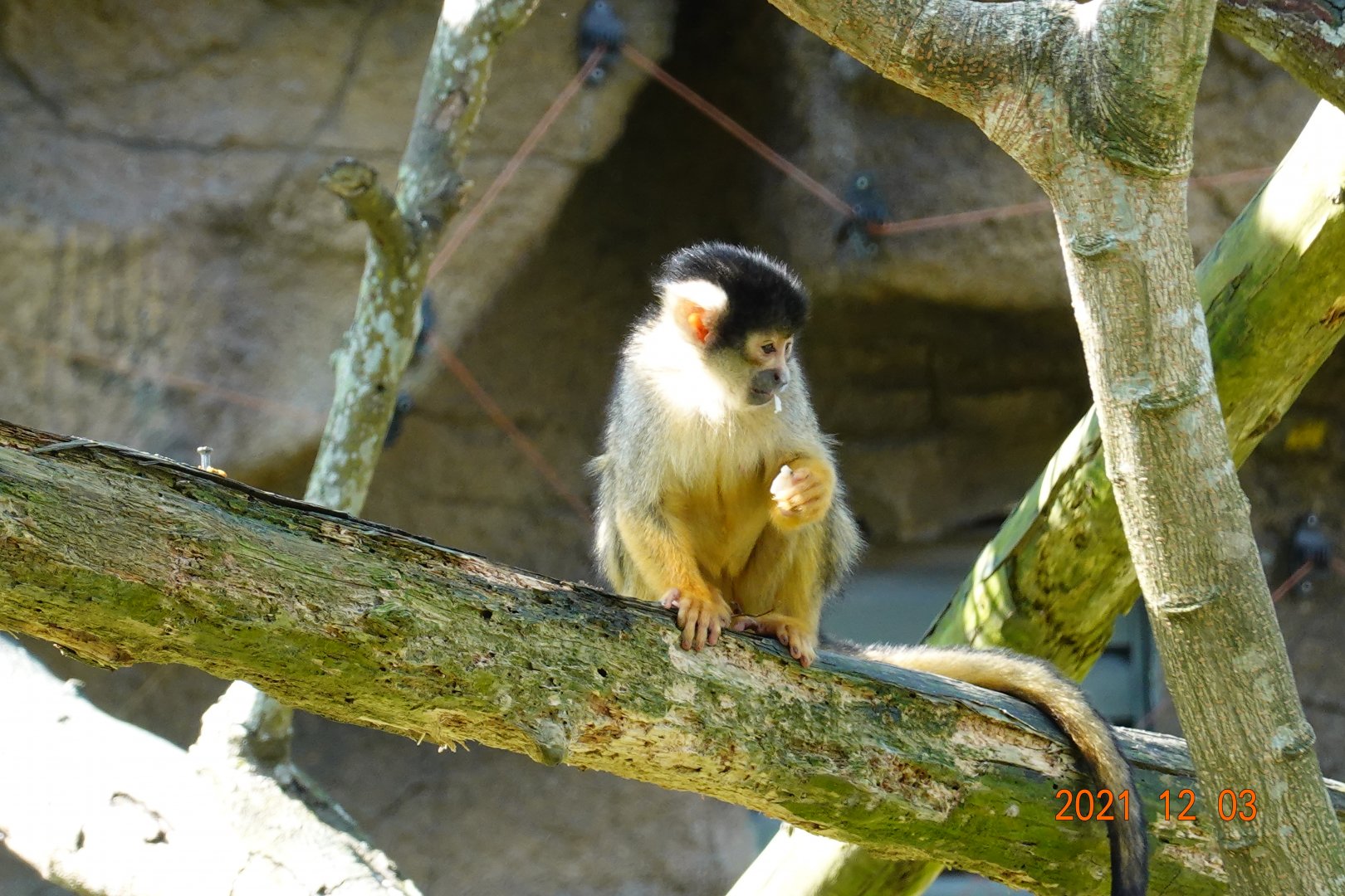 Bolivian Squirrel Monkey (Saimiri boliviensis boliviensis)
