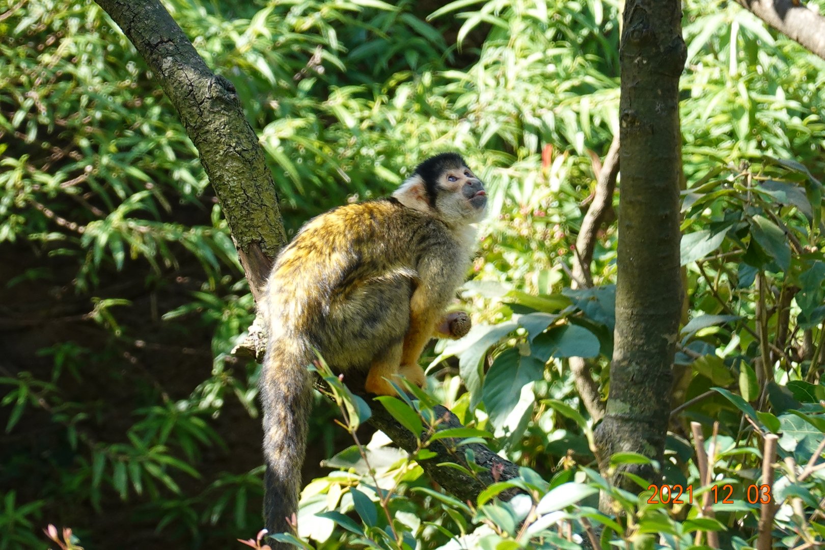 Bolivian Squirrel Monkey (Saimiri boliviensis boliviensis)