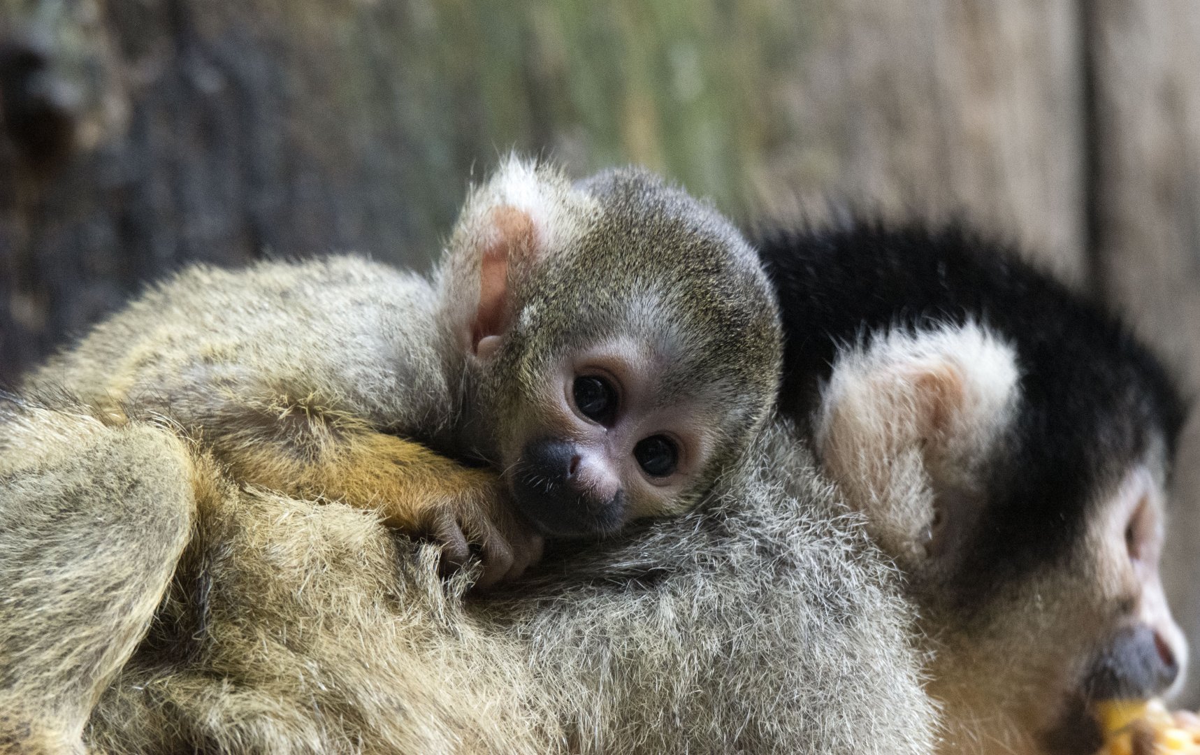 Bolivian squirrel monkey (Saimiri boliviensis boliviensis)