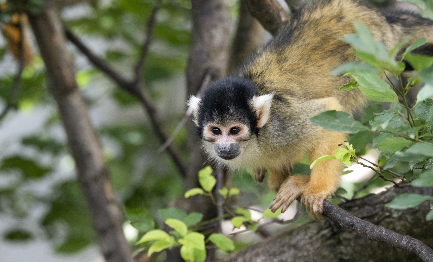 Bolivian squirrel monkey (Saimiri boliviensis boliviensis)