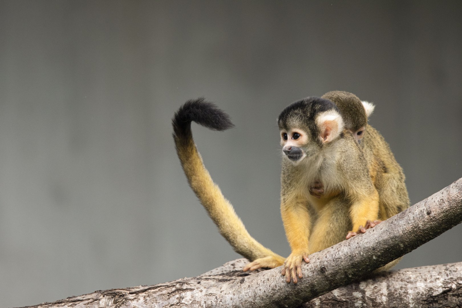 Bolivian squirrel monkey (Saimiri boliviensis boliviensis)