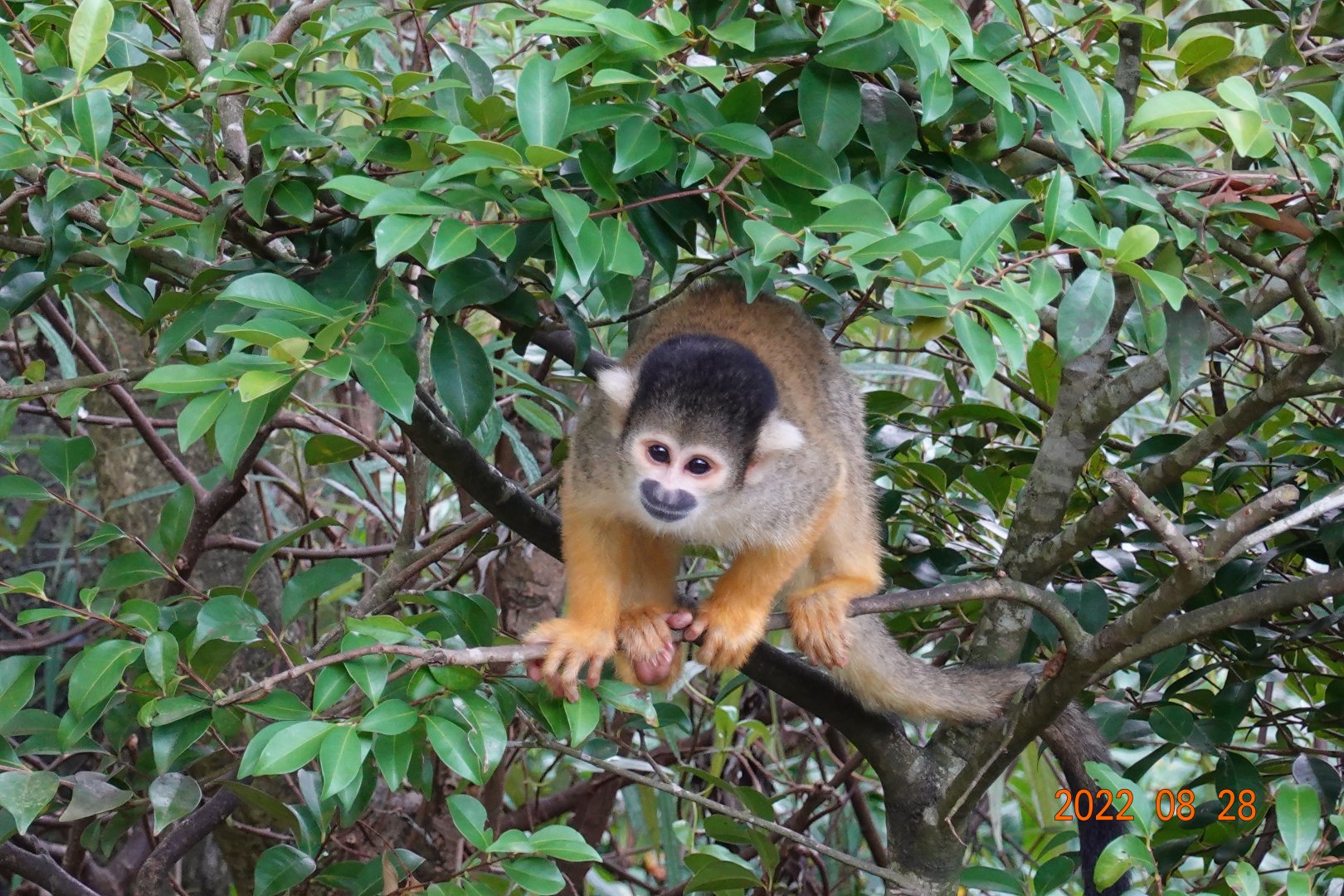 Bolivian Squirrel Monkey (Saimiri boliviensis boliviensis)