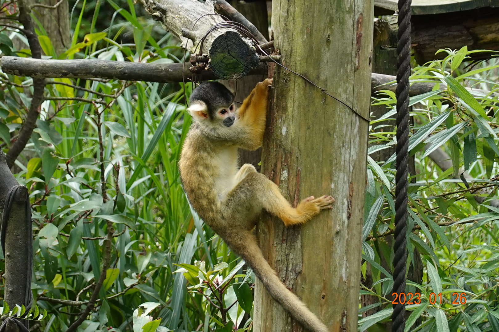 Bolivian Squirrel Monkey (Saimiri boliviensis boliviensis)