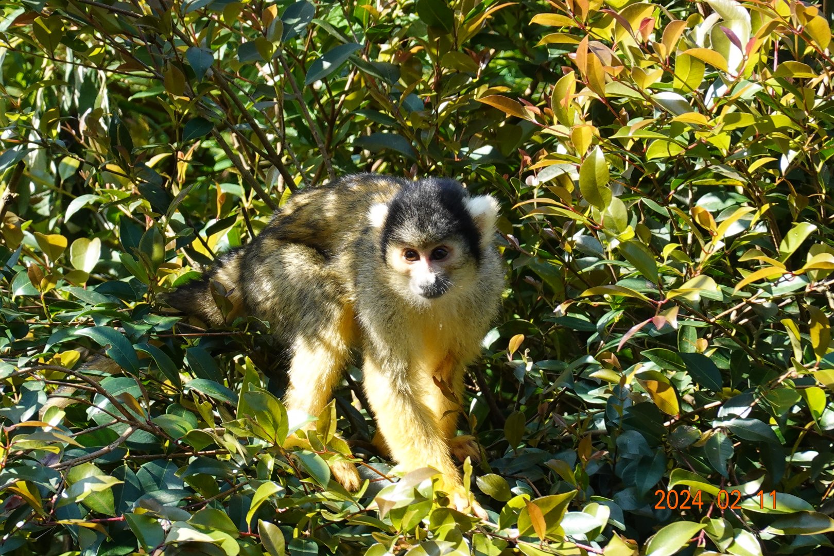 Bolivian Squirrel Monkey (Saimiri boliviensis boliviensis)