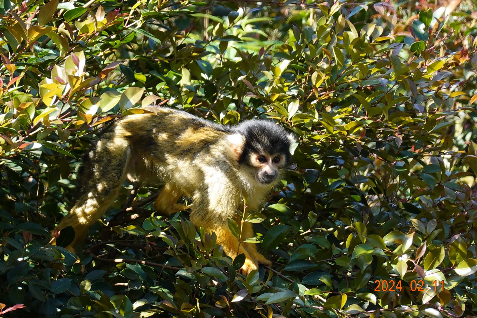 Bolivian Squirrel Monkey (Saimiri boliviensis boliviensis)