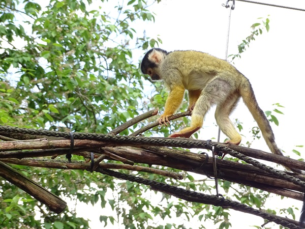 Bolivian squirrel monkey (Saimiri boliviensis boliviensis)