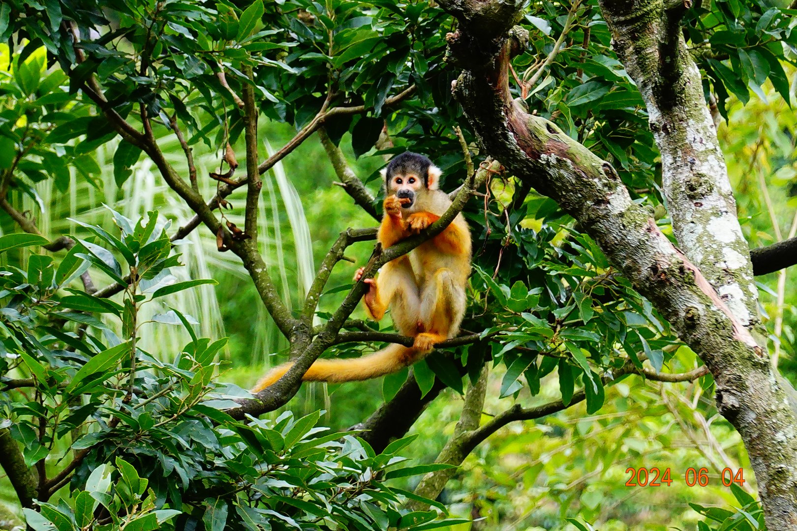 Bolivian Squirrel Monkey (Saimiri boliviensis boliviensis)