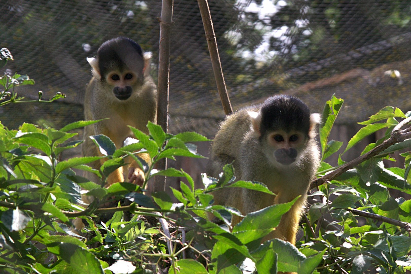 Bolivian Squirrel Monkey (Saimiri boliviensis boliviensis)