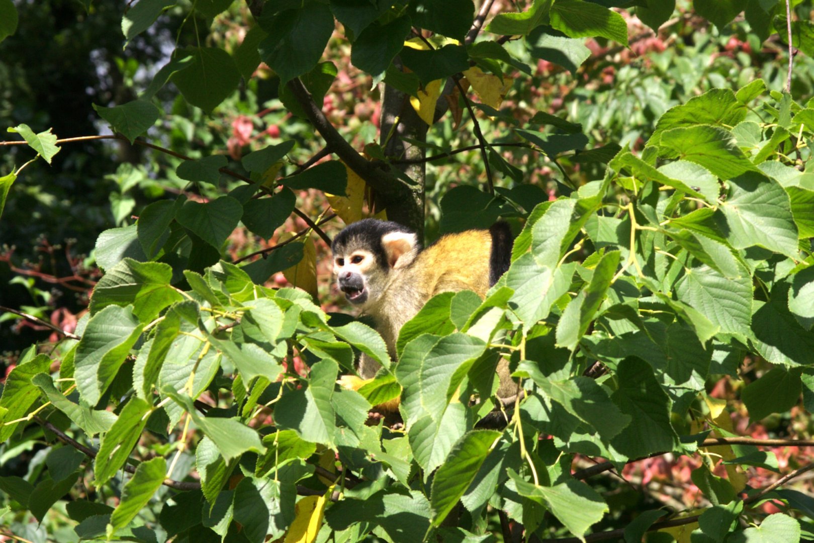 Bolivian Squirrel Monkey (Saimiri boliviensis boliviensis)