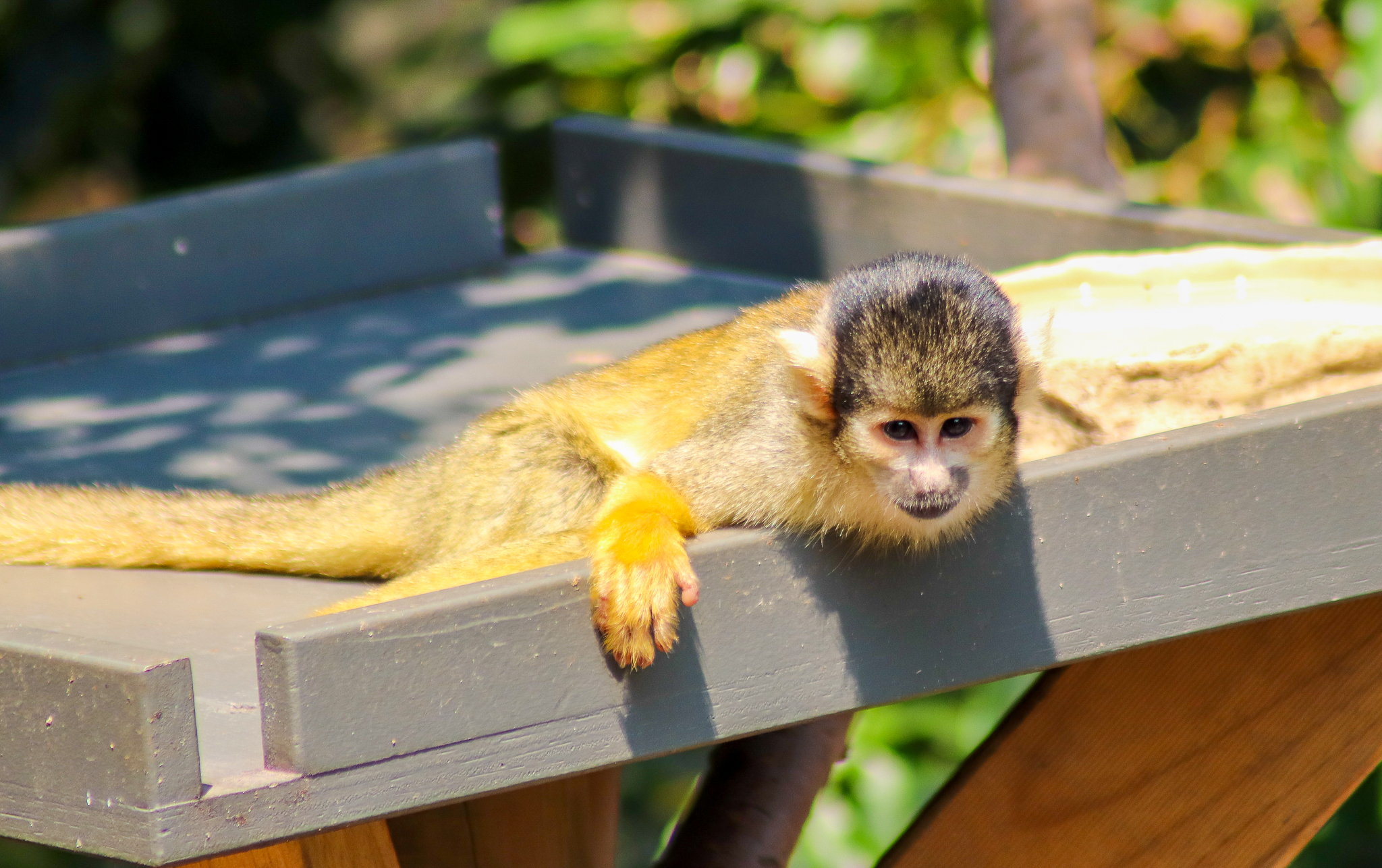 Bolivian Squirrel Monkey (Saimiri boliviensis) - December 2019