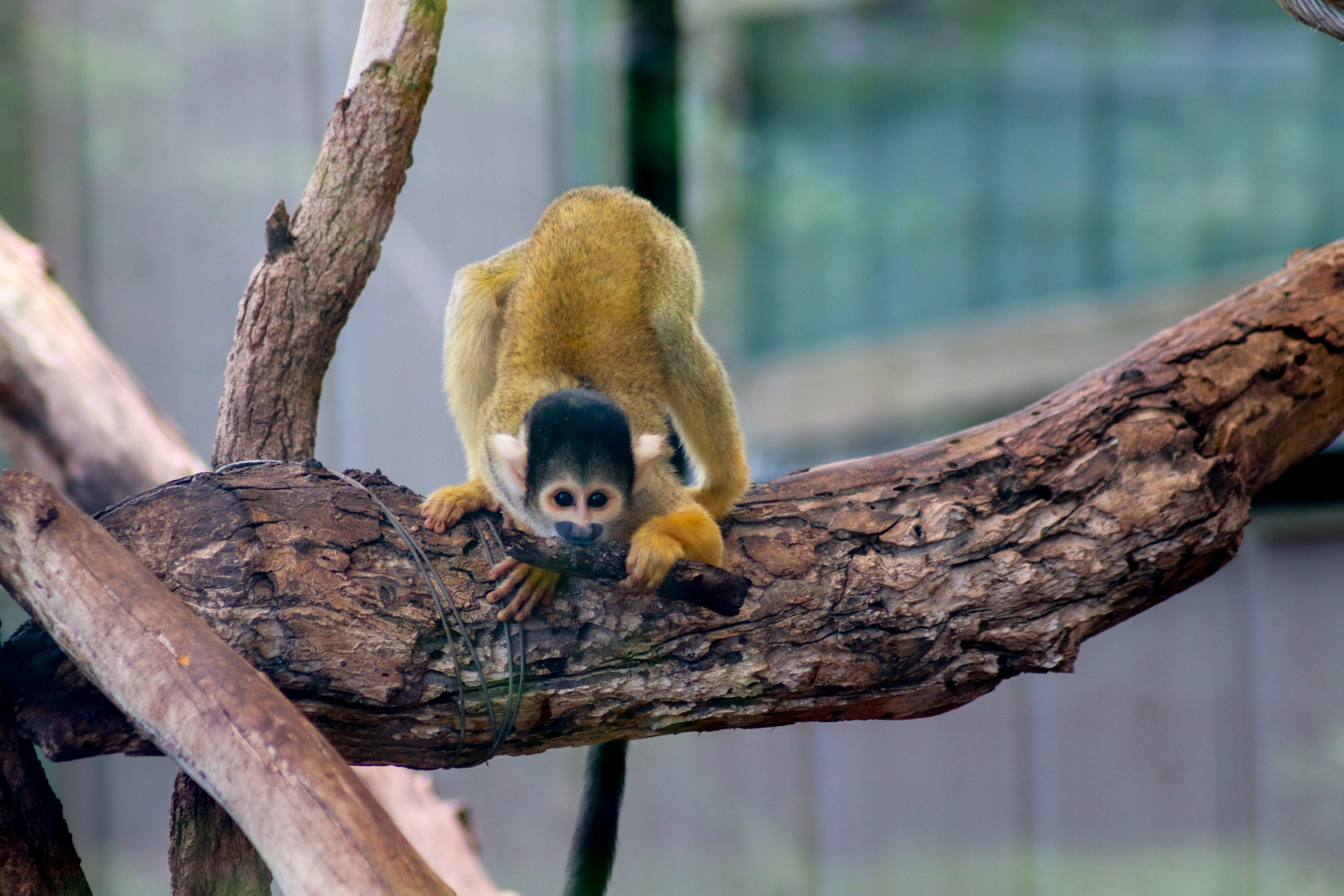 Bolivian Squirrel Monkey (Saimiri boliviensis) - February 2020