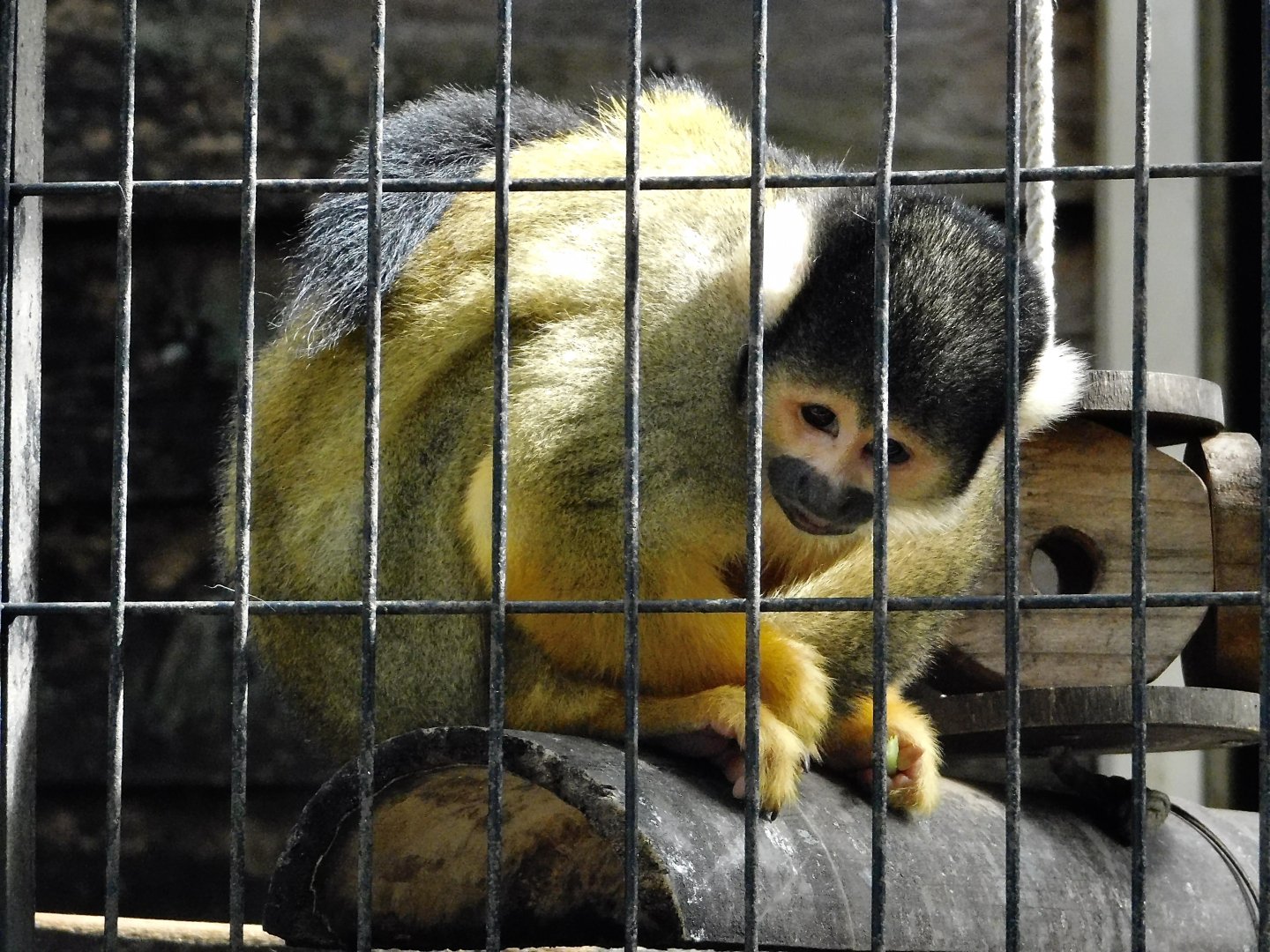 Bolivian Squirrel Monkey (Saimiri boliviensis) - Yumemigasaki Zoological Park October 12, 2025