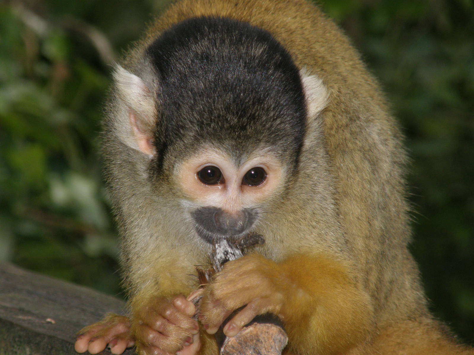 Bolivian squirrel monkey (Saimiri boliviensis)