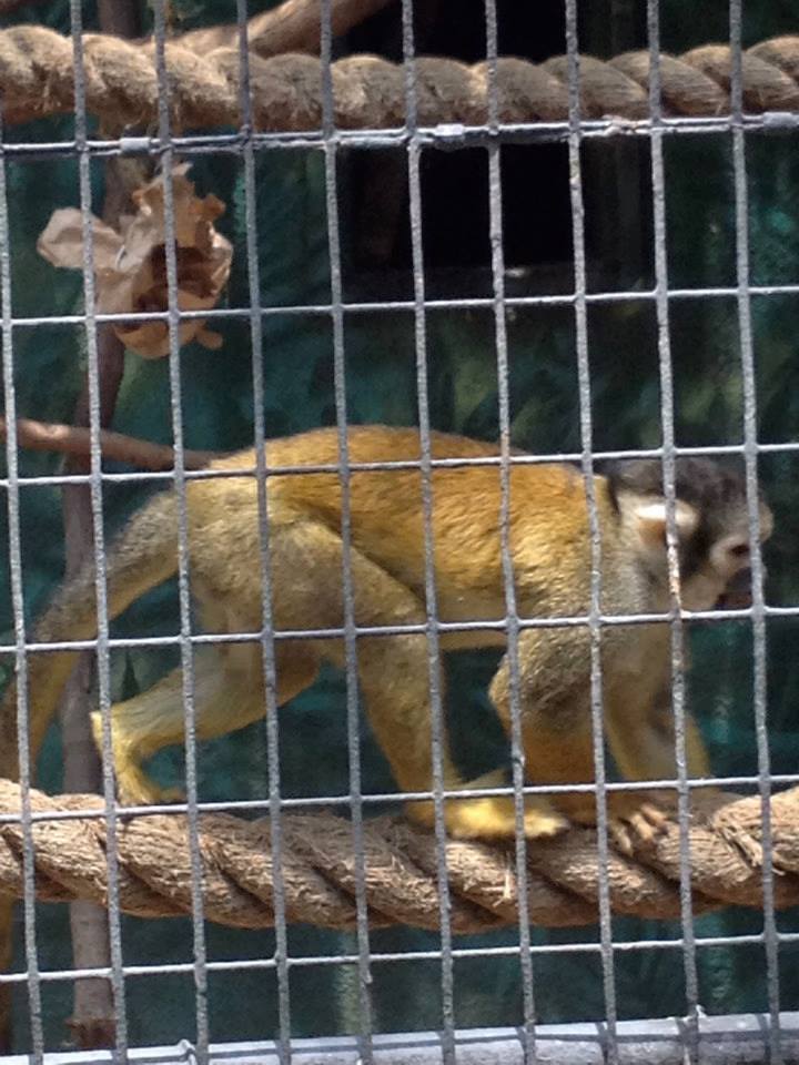 Bolivian squirrel monkey (Saimiri boliviensis)