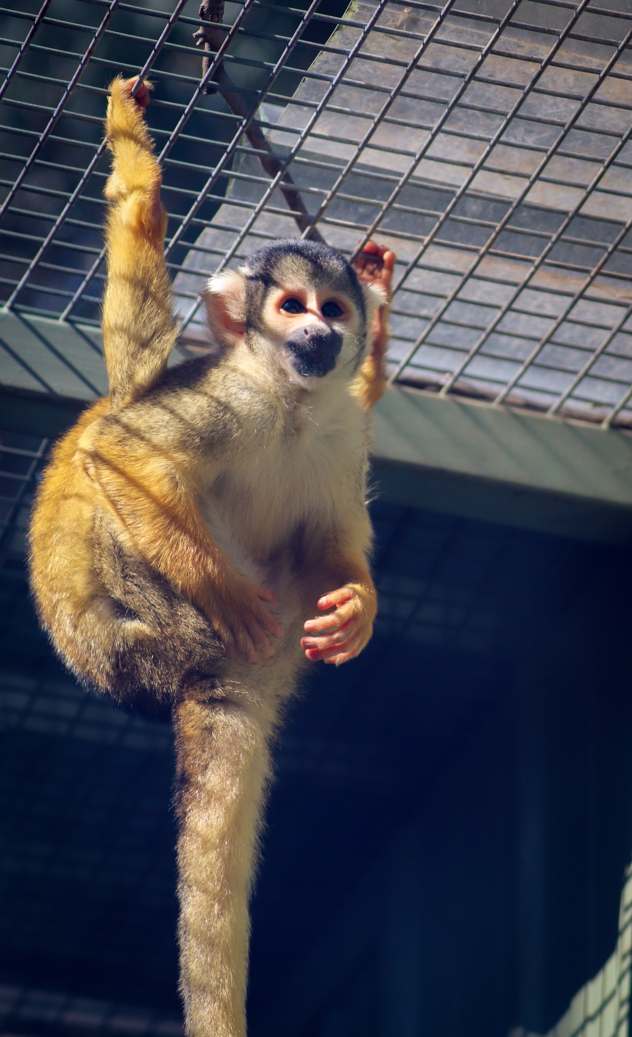 Bolivian Squirrel Monkey (Saimiri boliviensis)