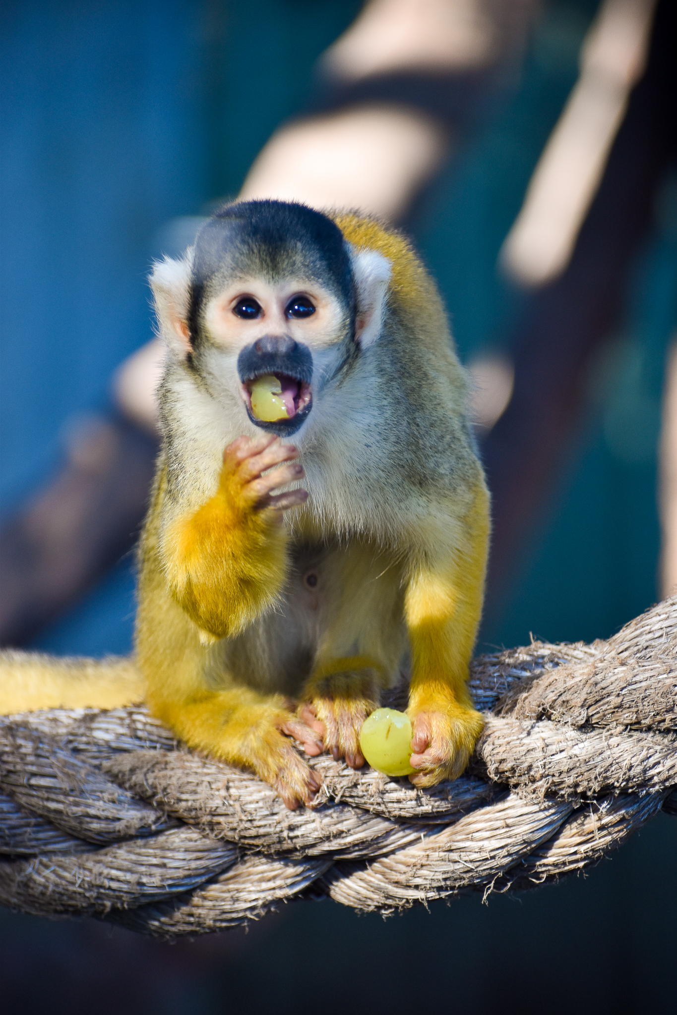 Bolivian Squirrel Monkey (Saimiri boliviensis)