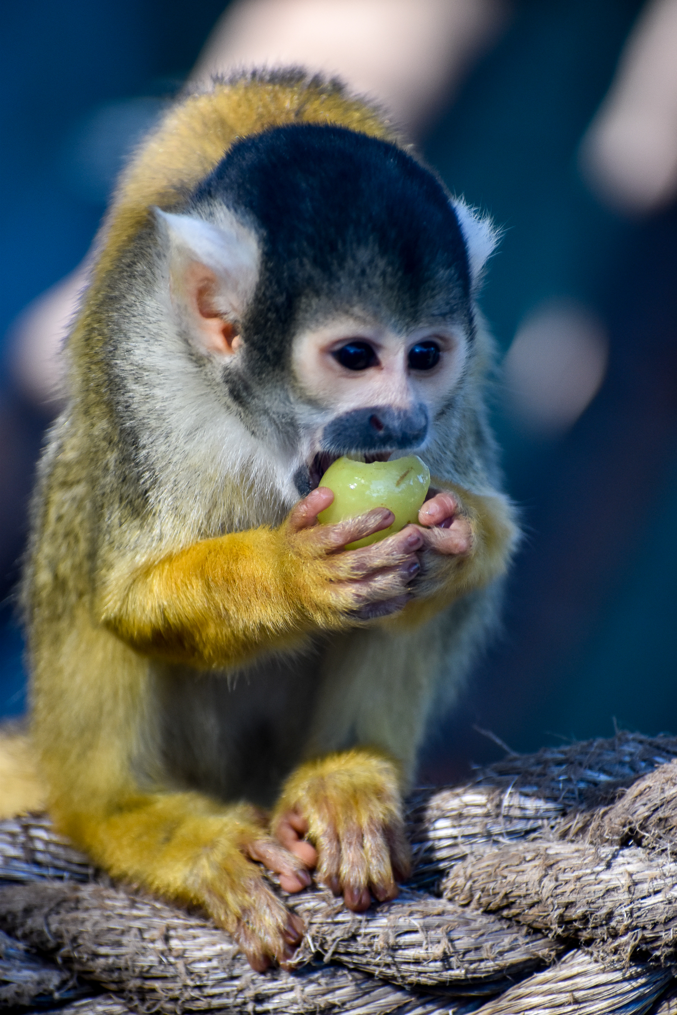 Bolivian Squirrel Monkey (Saimiri boliviensis)