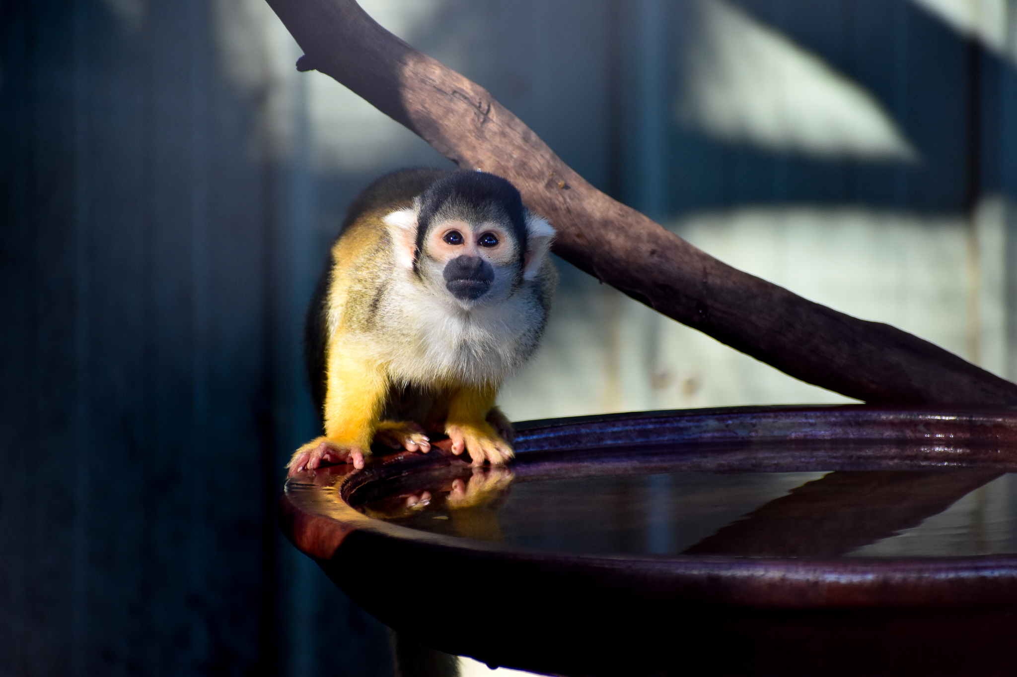 Bolivian Squirrel Monkey (Saimiri boliviensis)