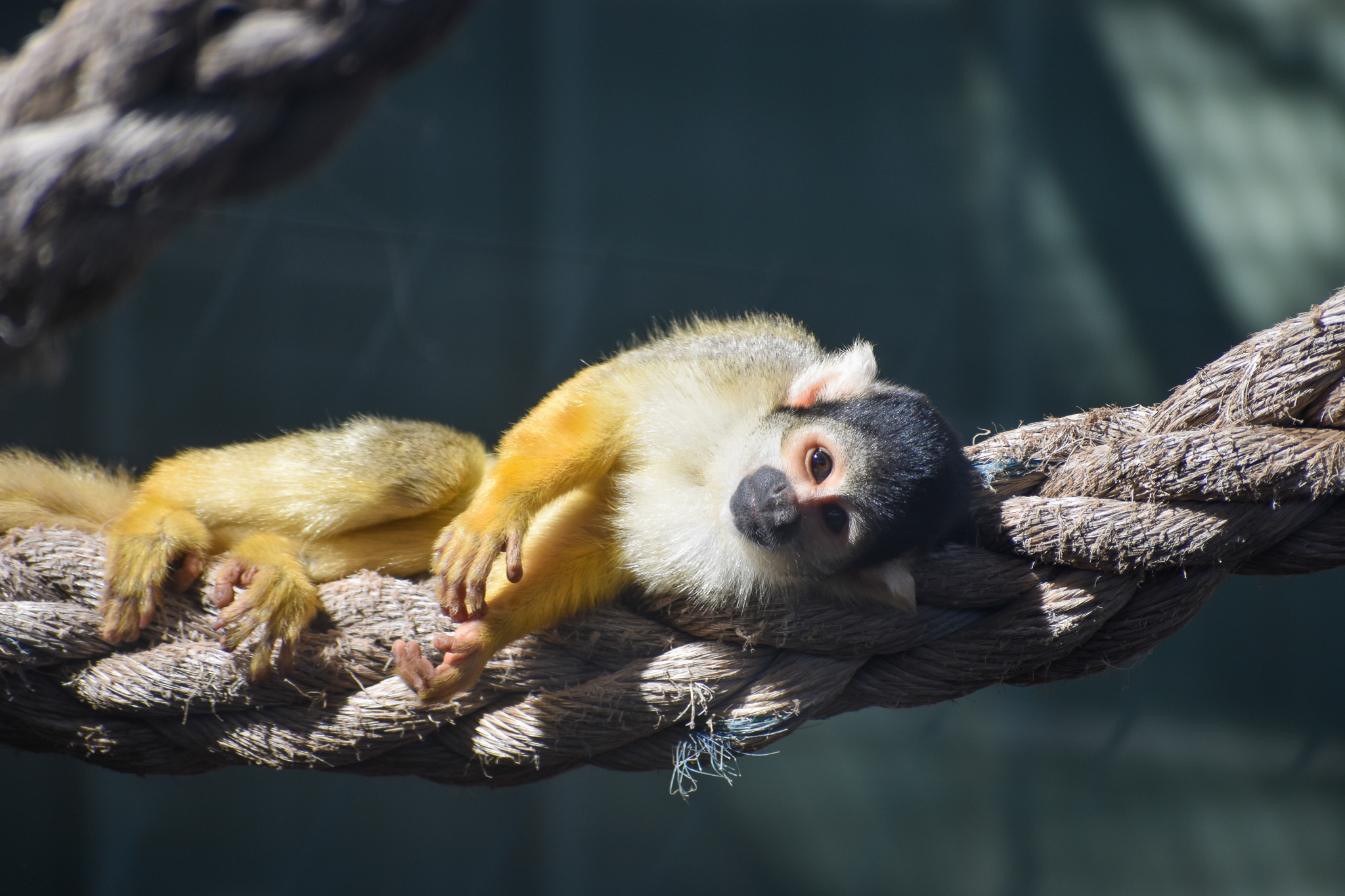Bolivian Squirrel Monkey (Saimiri boliviensis)