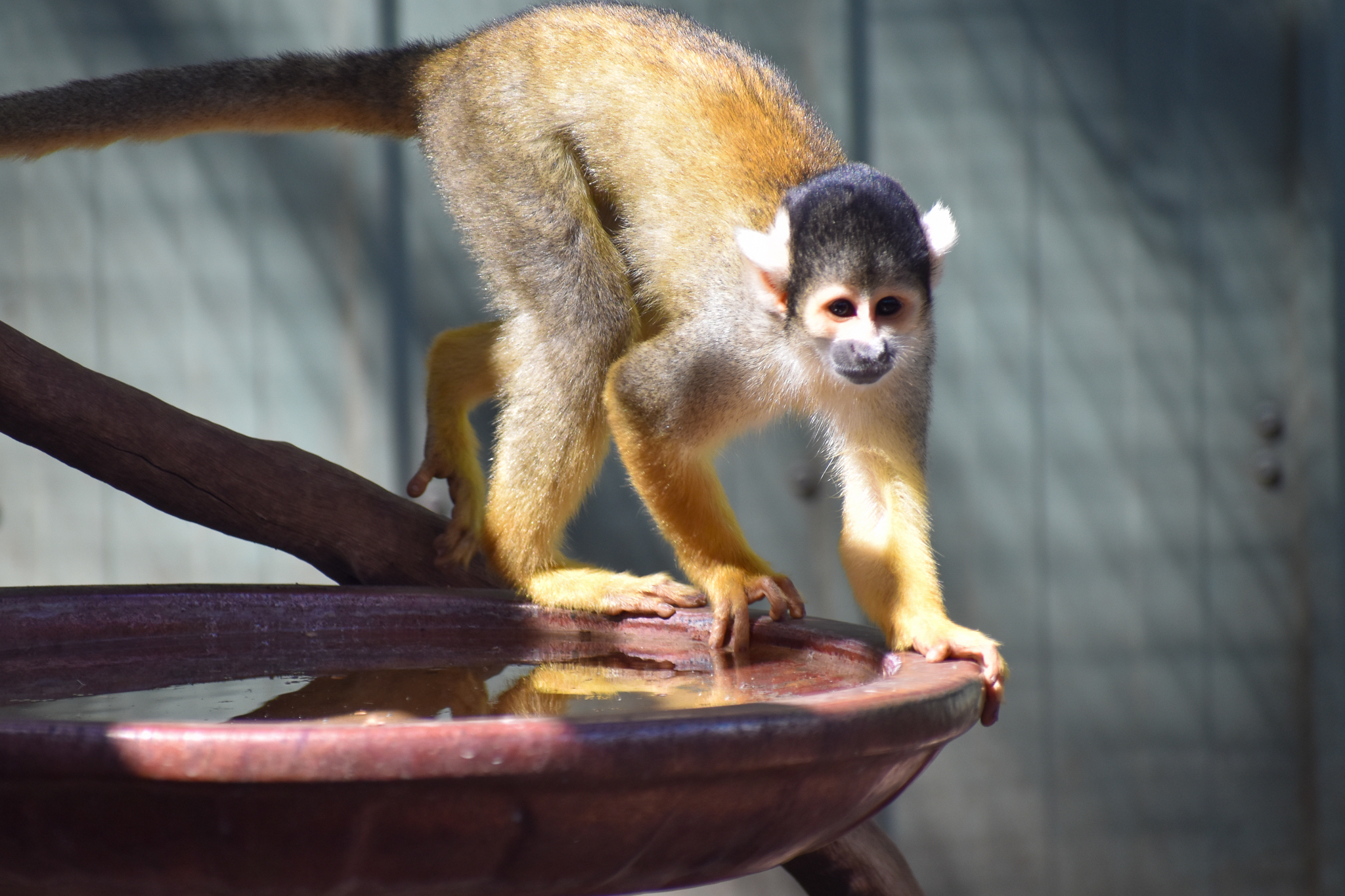 Bolivian Squirrel Monkey (Saimiri boliviensis)