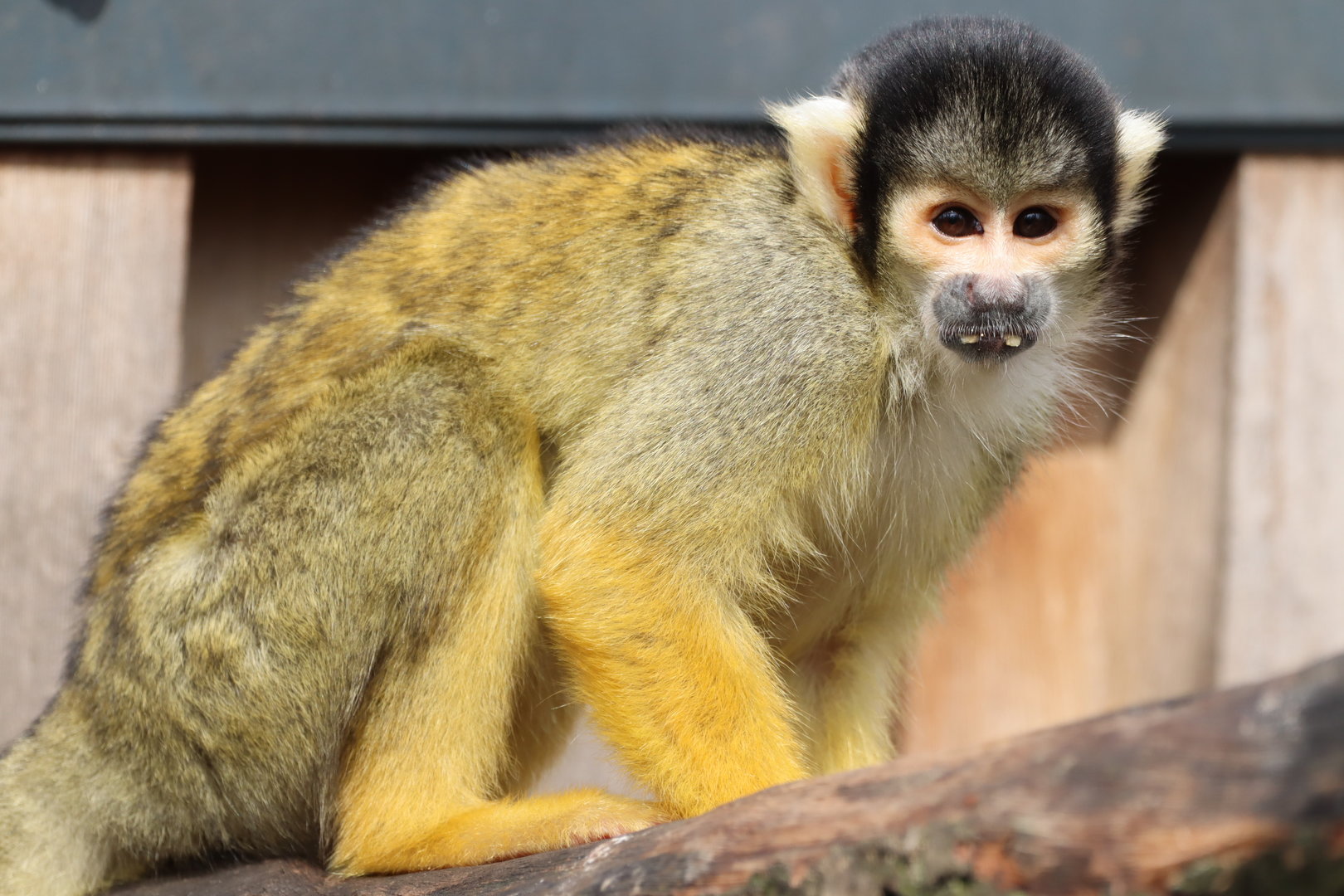 Bolivian Squirrel Monkey (Saimiri boliviensis)