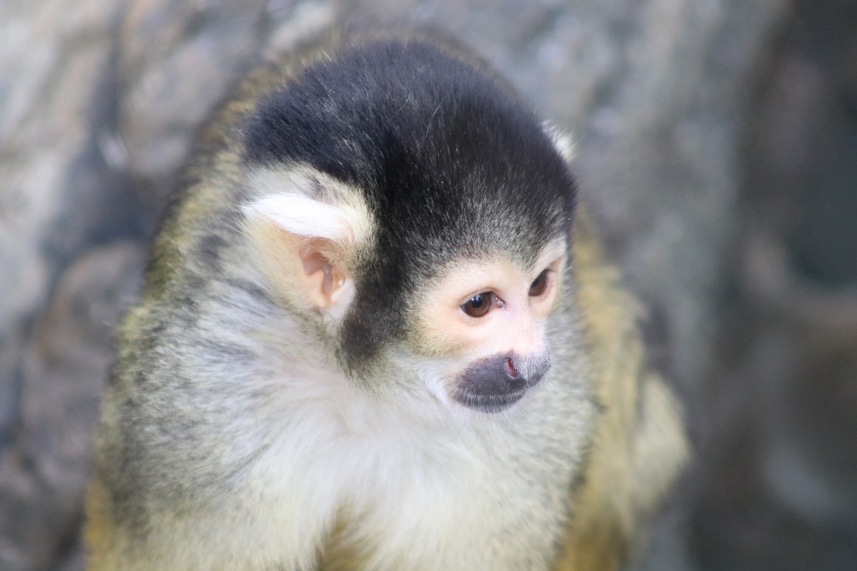 Bolivian Squirrel Monkey (Saimiri boliviensis)