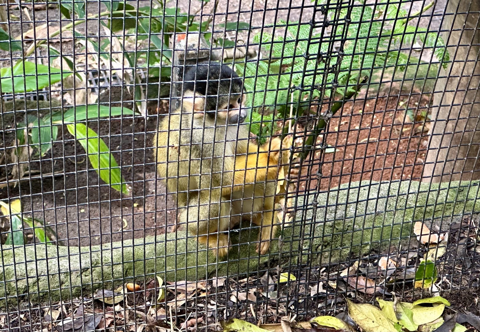 Bolivian squirrel monkey (Saimiri boliviensis)