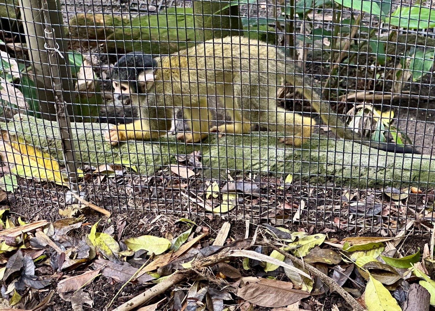 Bolivian squirrel monkey (Saimiri boliviensis)