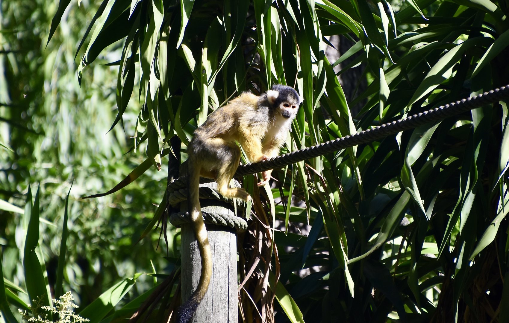 Bolivian Squirrel Monkey (Saimiri boliviensis)