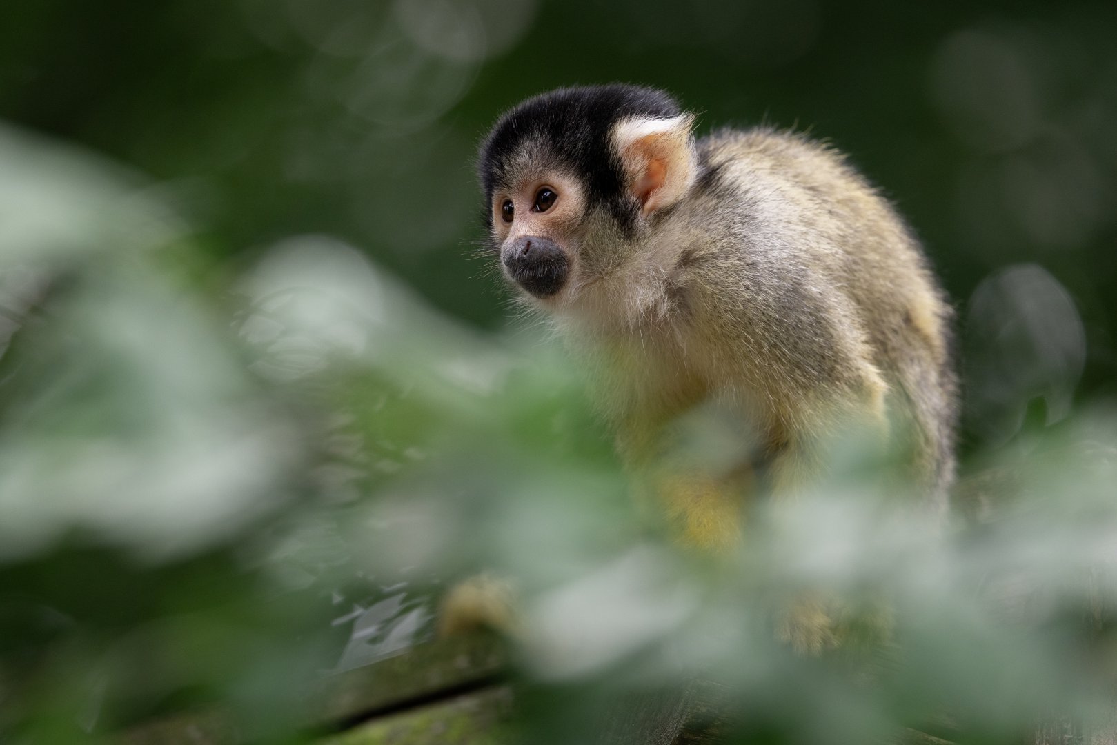 Bolivian Squirrel Monkey (Saimiri boliviensis)