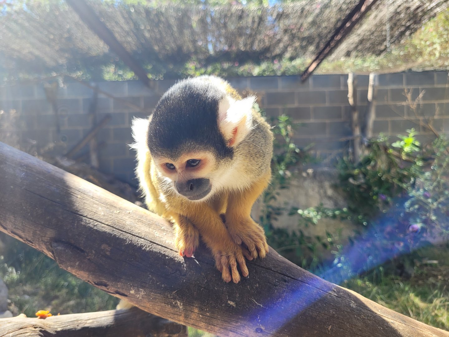 Bolivian squirrel monkey -Sendaviva (2024)