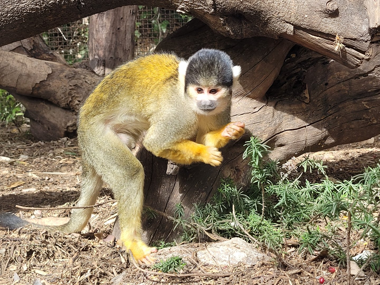 Bolivian squirrel monkey -TerraNatura Benidorm (2022)