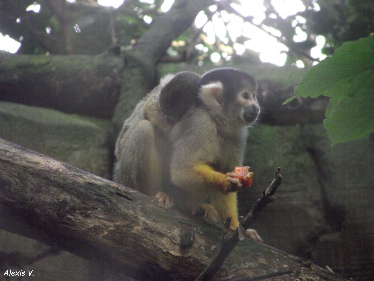 Bolivian Squirrel Monkey - Zooparc de Beauval - 13/07/2024
