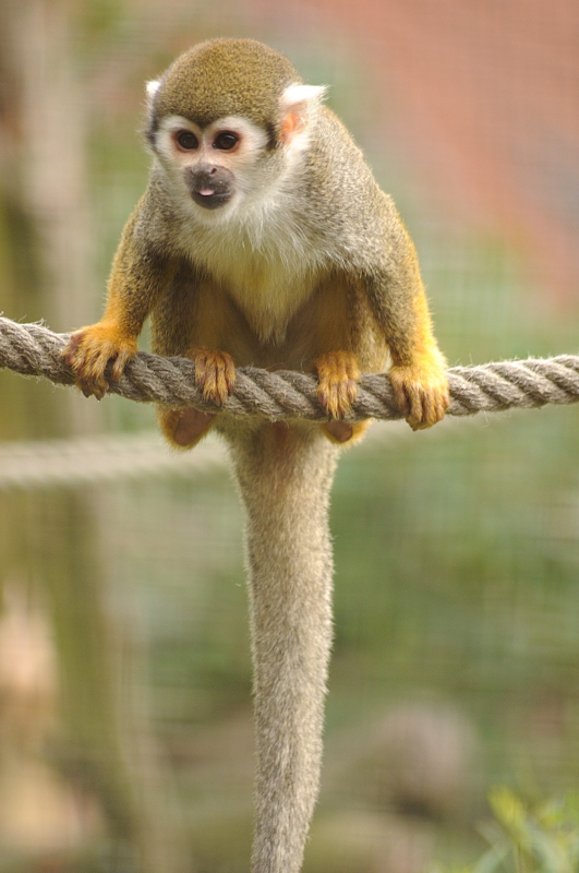 Bolivian squirrel monkey
