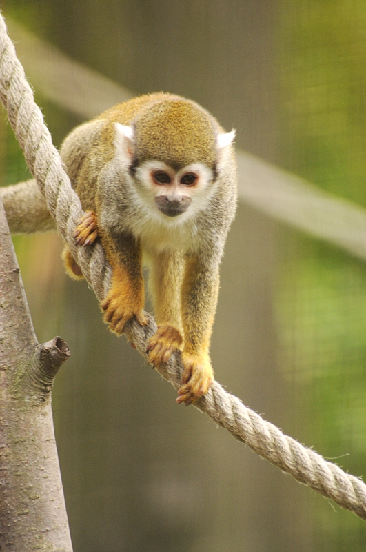 Bolivian squirrel monkey