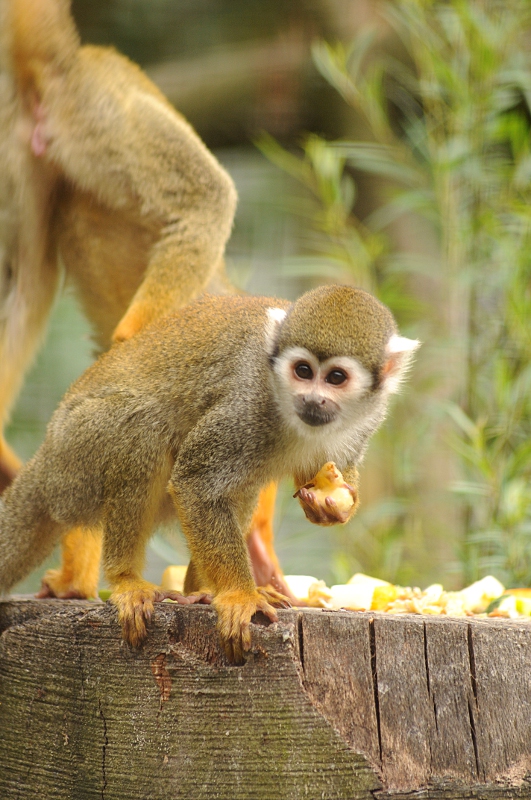Bolivian squirrel monkey