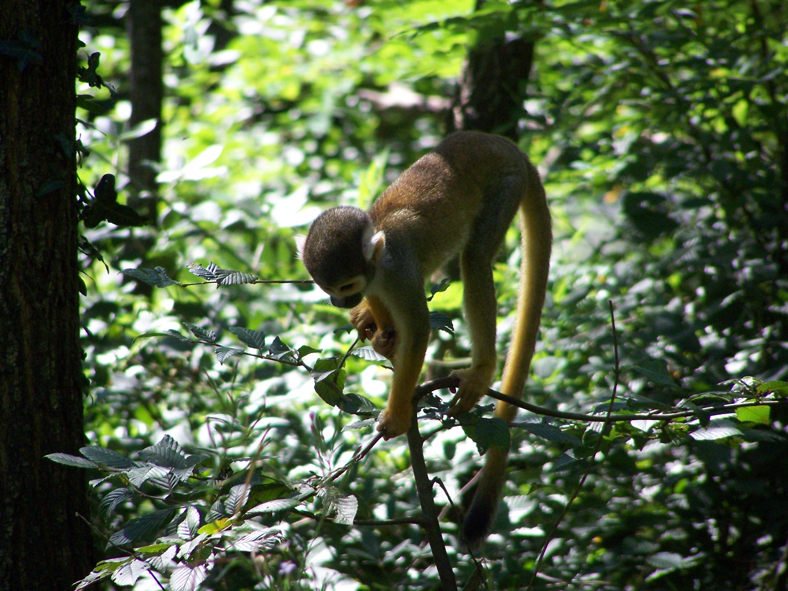 Bolivian squirrel monkey