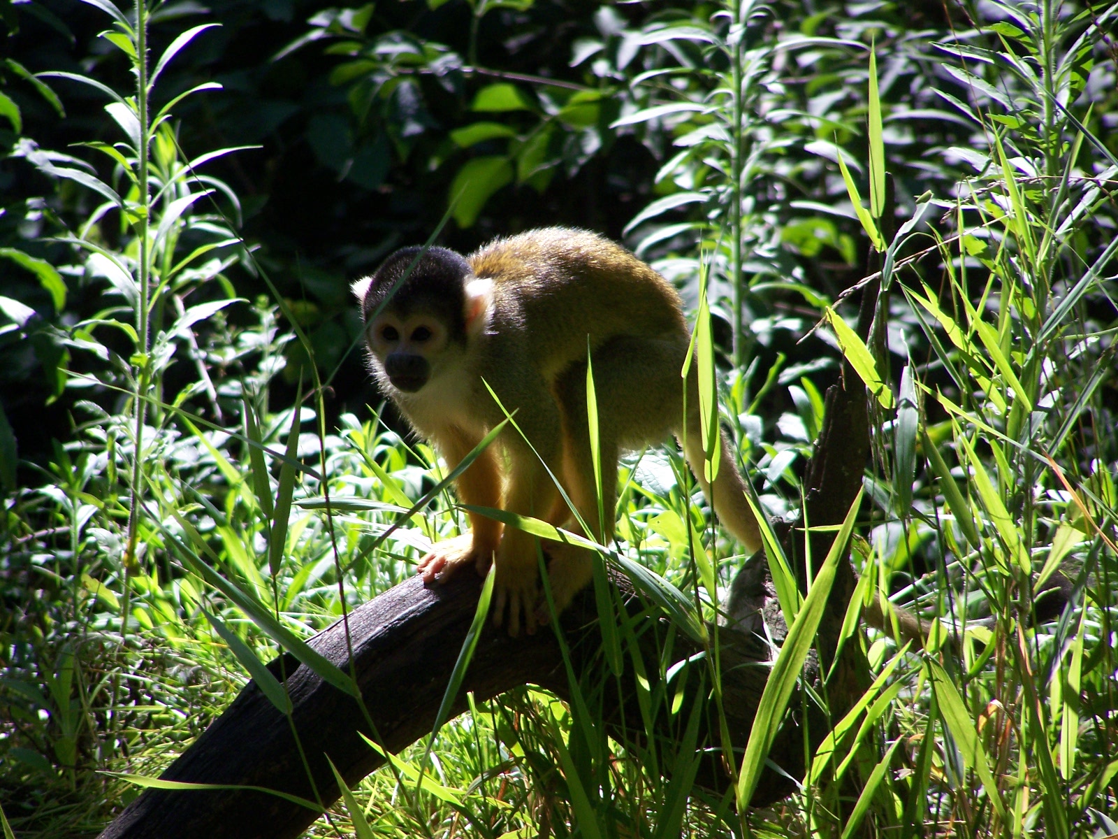 Bolivian squirrel monkey