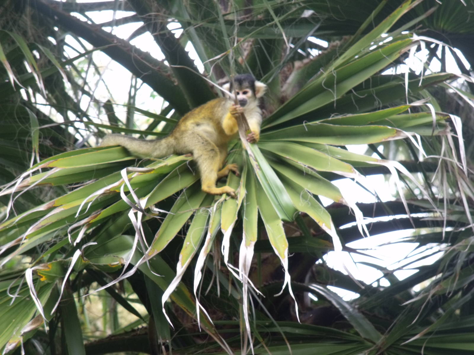 Bolivian Squirrel Monkey