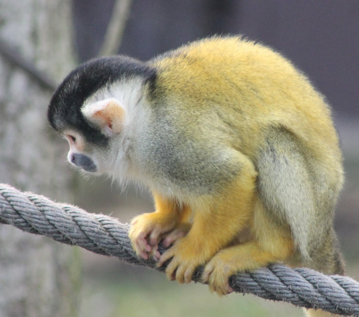 Bolivian squirrel monkey