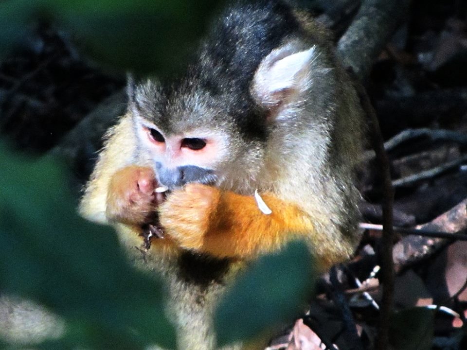 Bolivian Squirrel Monkey