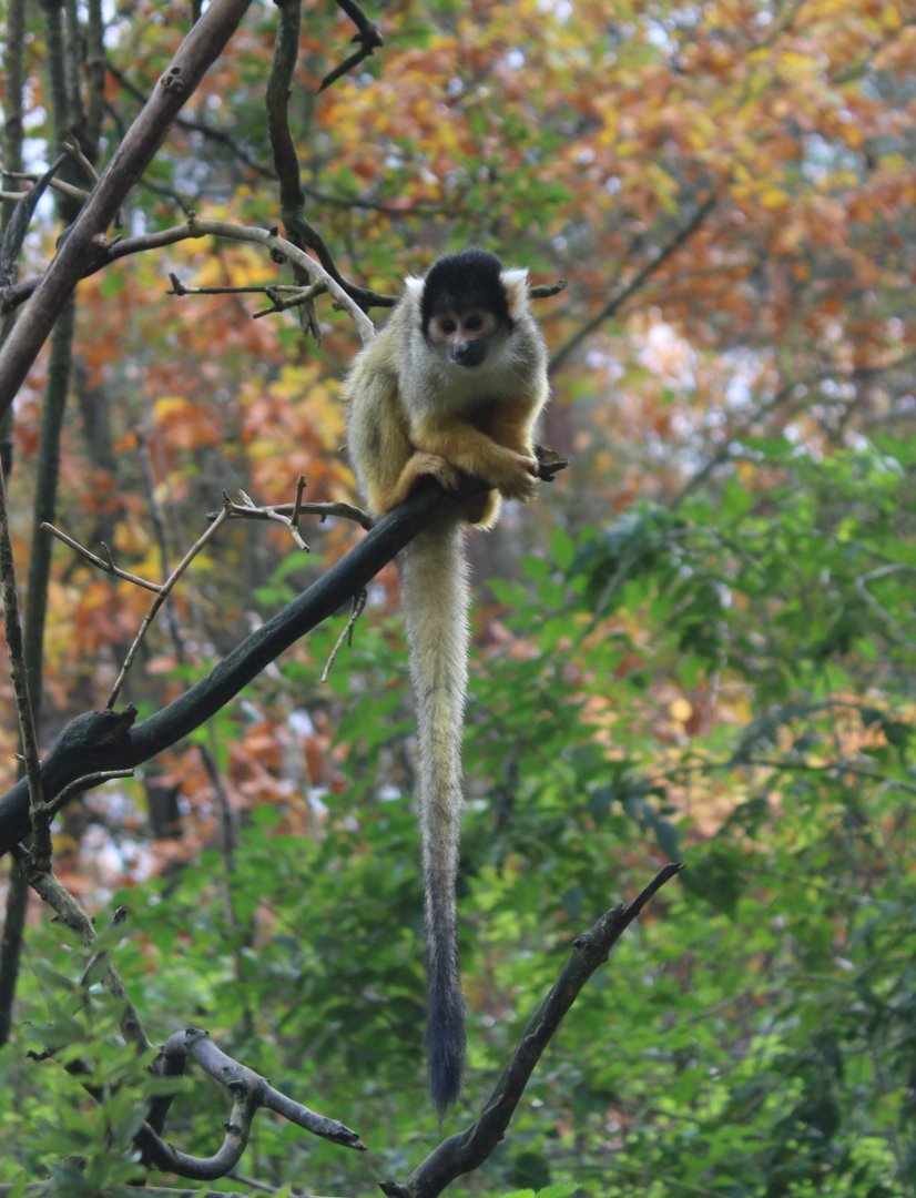 Bolivian squirrel monkey