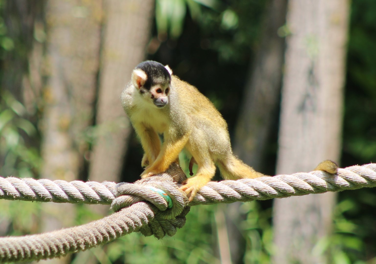 Bolivian squirrel monkey