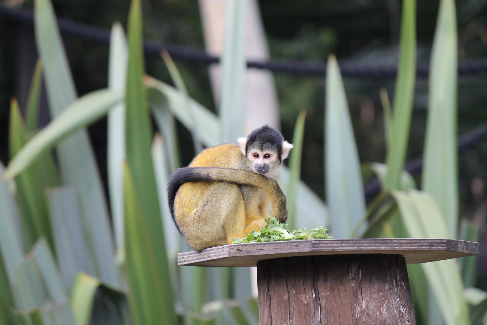 Bolivian Squirrel Monkey