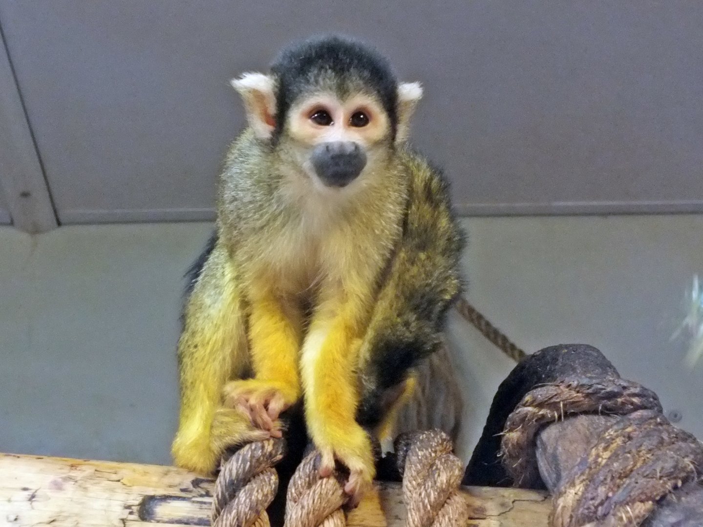 Bolivian squirrel monkey